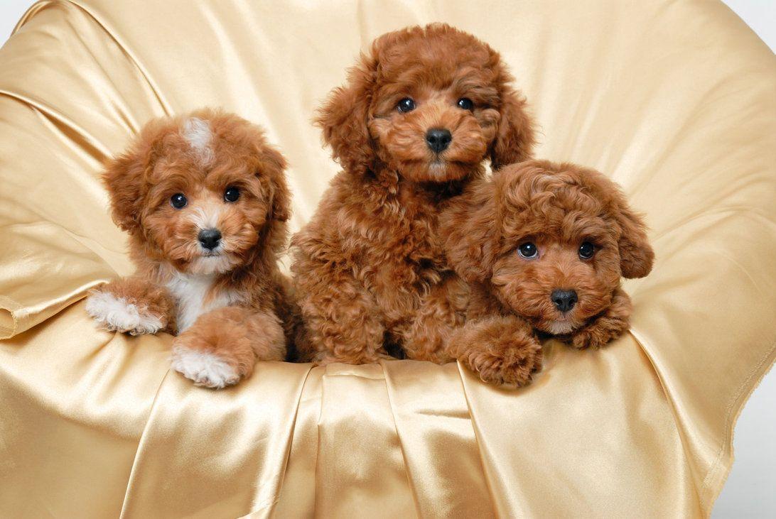 What can a Toy Poodle be mixed with?