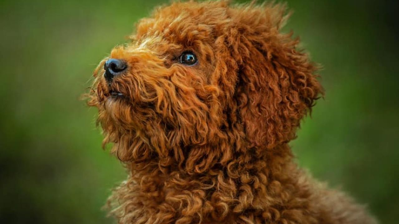 Toy Poodle breed insights